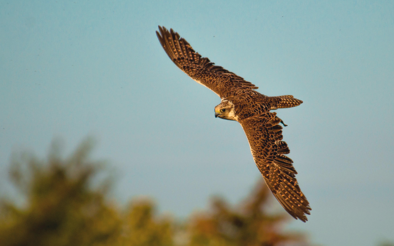 Tailgate | Bird Abatement and Managing Wildlife in the Vineyard